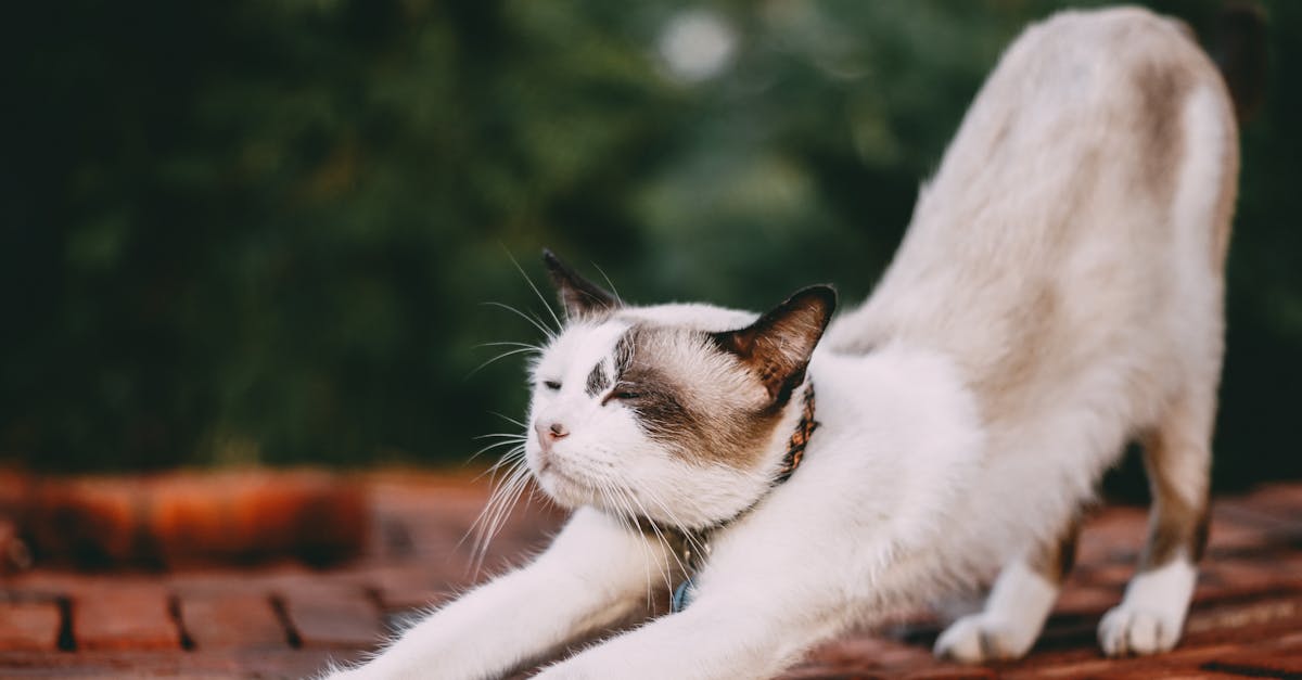 descubre los beneficios del stretching, una práctica esencial para mejorar la flexibilidad, aliviar tensiones y prevenir lesiones. aprende a incorporar ejercicios de estiramiento en tu rutina diaria y disfruta de un cuerpo más ágil y saludable.