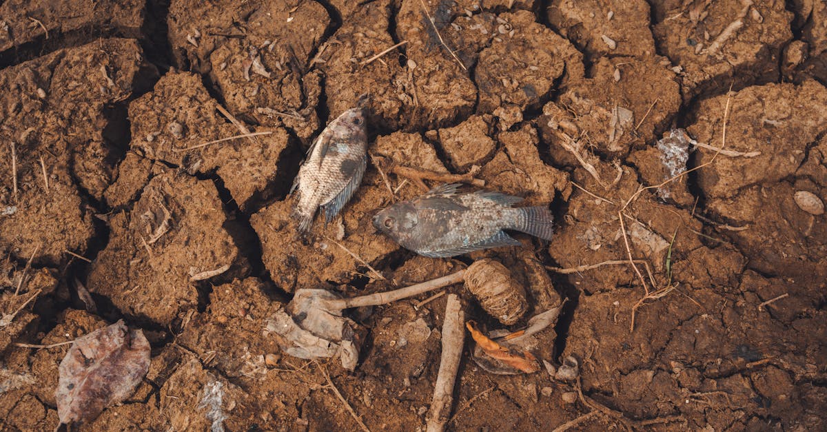 descubre qué es la deshidratación, sus causas, síntomas y cómo prevenirla para mantener tu salud óptima. infórmate sobre la importancia del agua en tu cuerpo y cómo reconocer los signos de deshidratación.