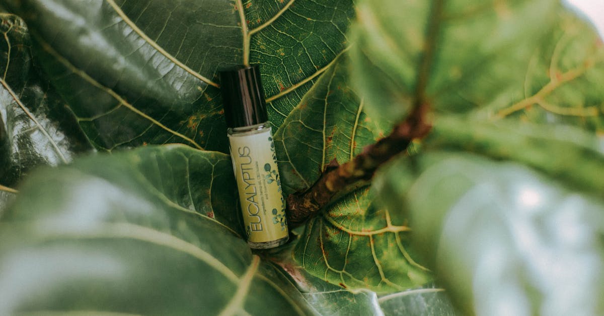 descubre remedios naturales efectivos para mejorar tu salud y bienestar. explora soluciones a base de hierbas, aceites esenciales y tratamientos holísticos que te ayudarán a aliviar dolencias comunes de manera natural.
