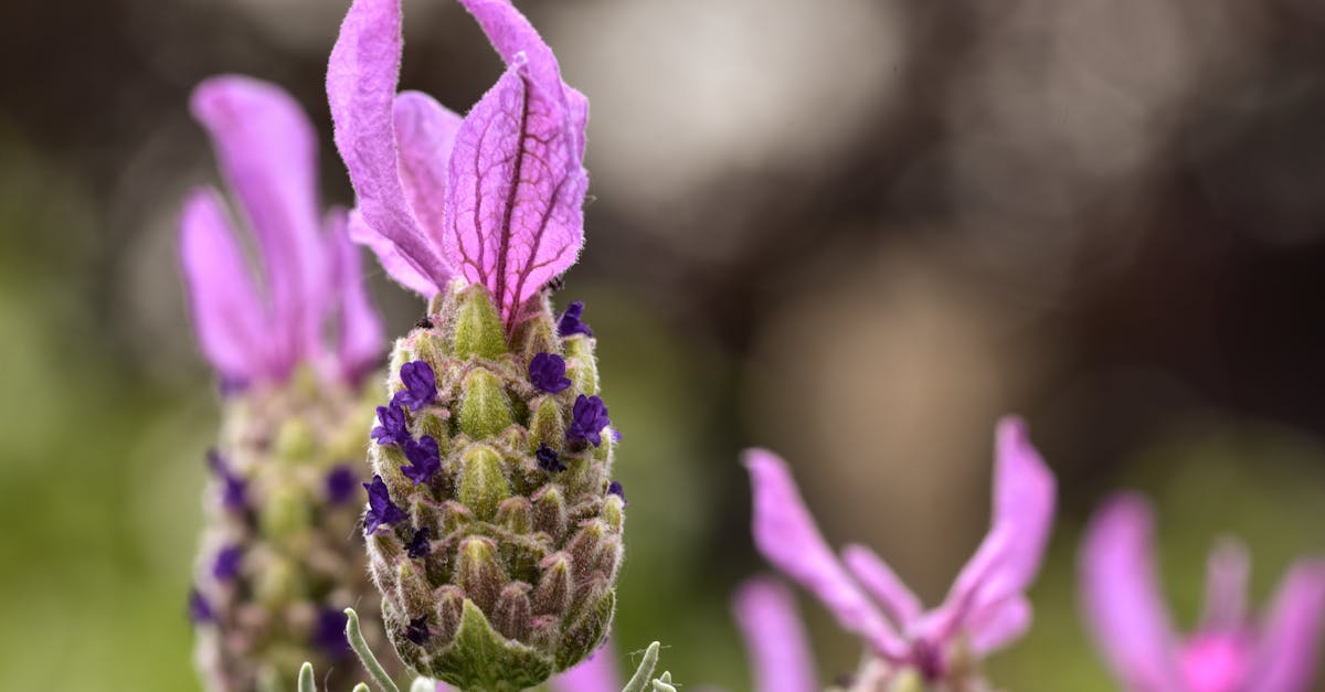 descubre los mejores remedios naturales para mejorar tu salud y bienestar. encuentra soluciones eficaces y seguras con ingredientes de la naturaleza que han sido utilizados durante siglos. adopta un estilo de vida más saludable de manera natural.