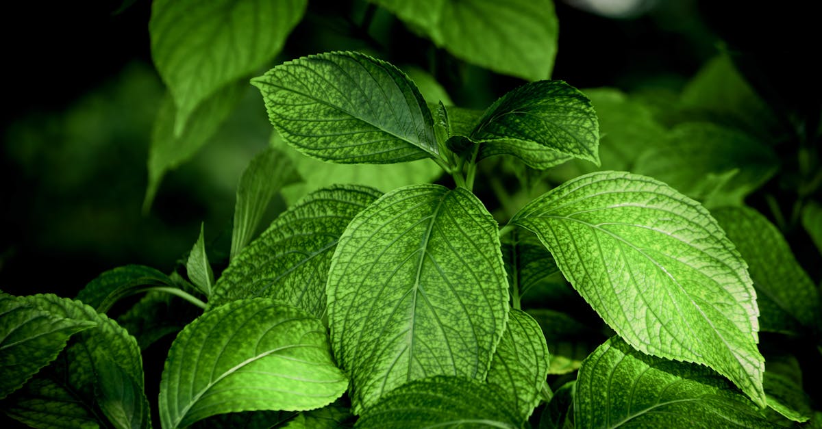 descubre los mejores remedios caseros para tratar diversas dolencias y mejorar tu bienestar. desde infusiones naturales hasta tratamientos efectivos, aprende cómo la naturaleza puede ayudarte a sentirte mejor sin productos químicos.